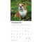 Bulldogs | 2026 12 x 24 Inch (Hanging) Monthly Square Wall Calendar | Plastic-Free